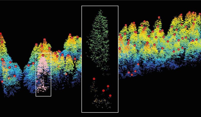 Waldbild auf Grundlage von LIDAR-Daten