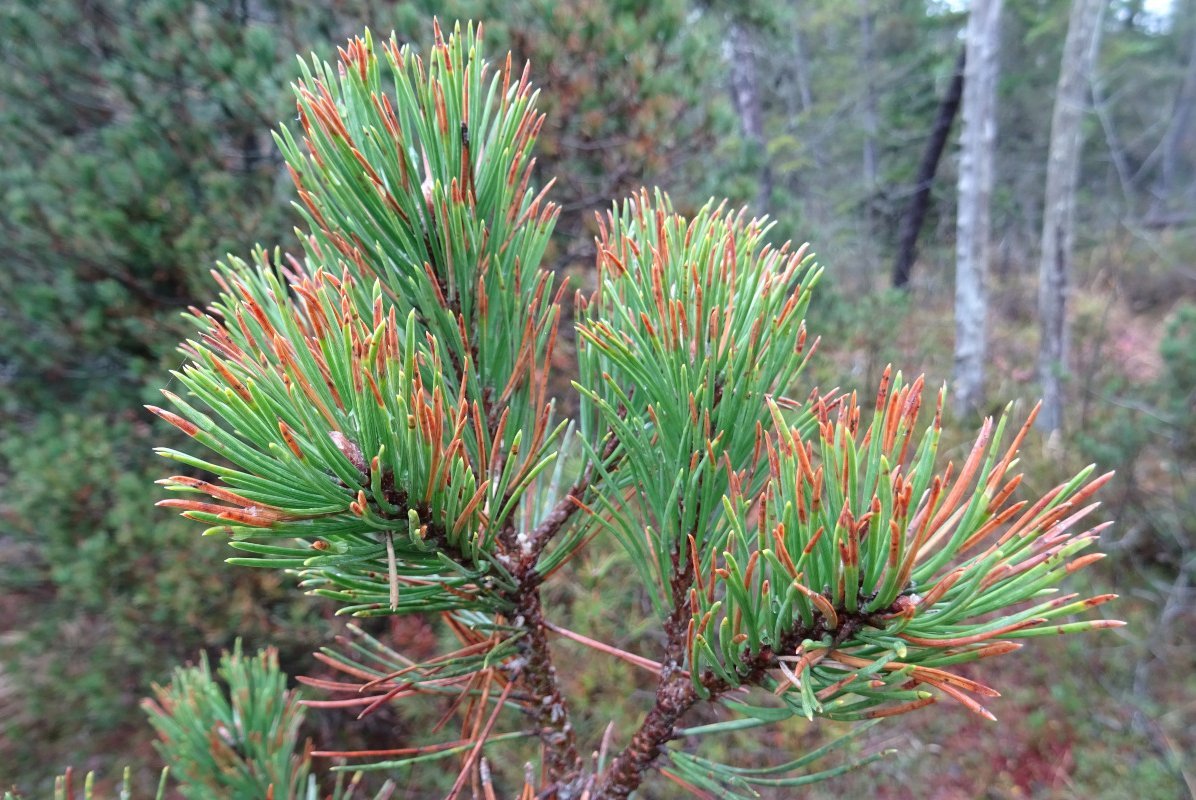 gelbe Flecken auf Kiefernnadeln
