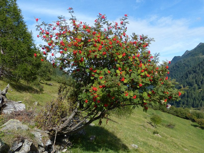 Vogelbeere (Sorbus aucuparia)