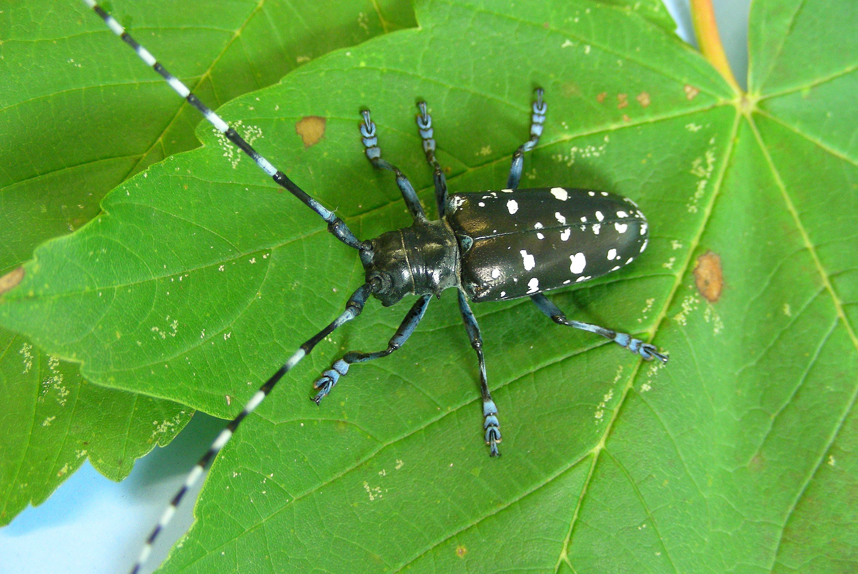 Asiatischer Laubhilzbockkäfer