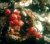 Nectria coccinea