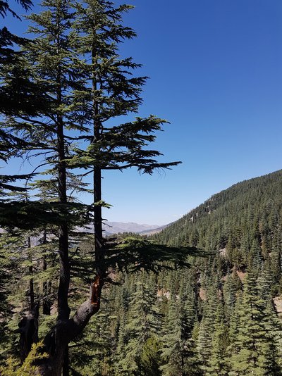 Bestand aus großen Nadelbäumen und einer Bergkette im Hintergrund