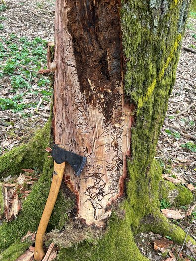 Befall durch Eichenprachtkäfer: freigelegte Larvenfraßgänge im Saarland bei Wadern.