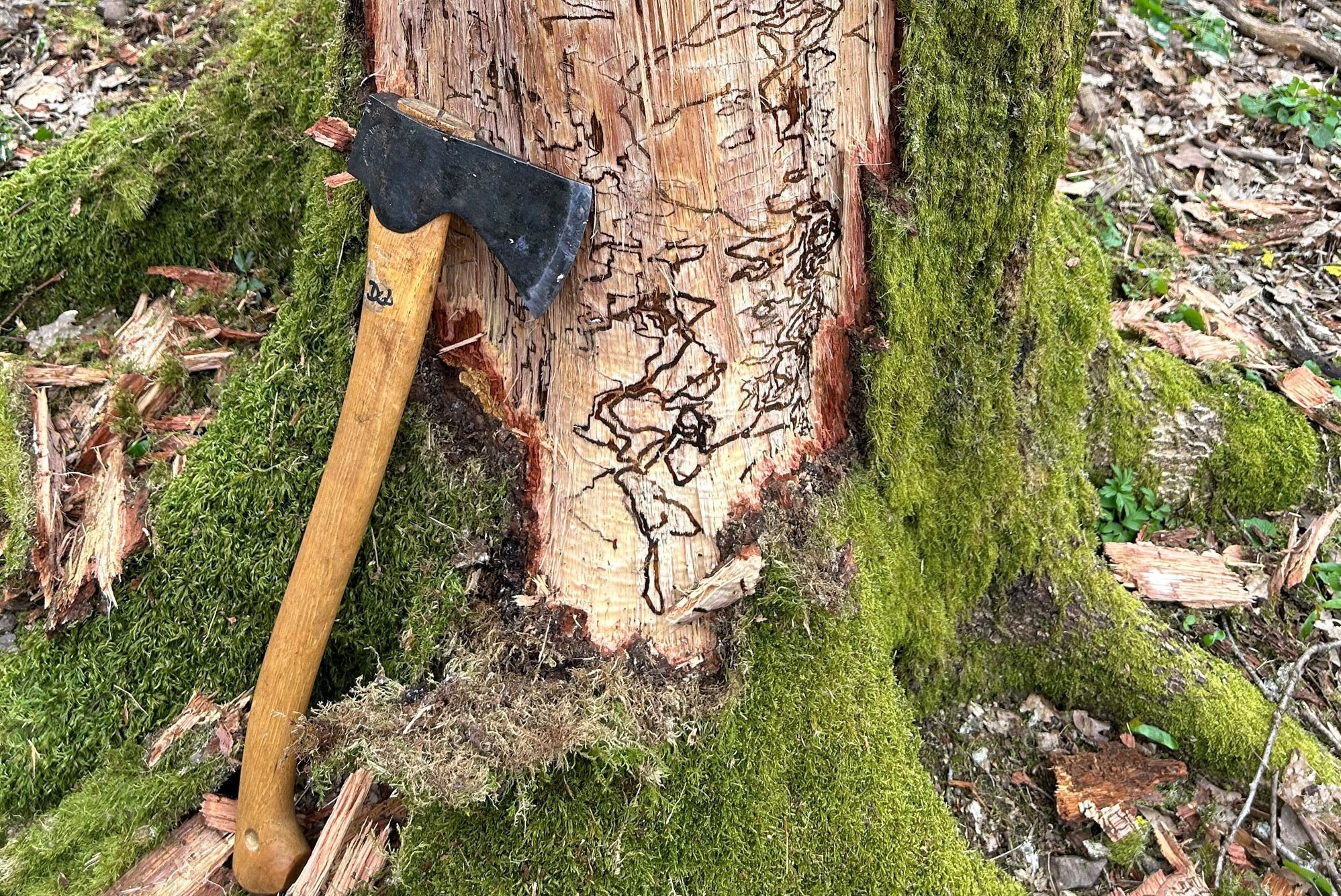 Befall durch Eichenprachtkäfer: freigelegte Larvenfraßgänge im Saarland bei Wadern (Foto: FVA BW/Delb).