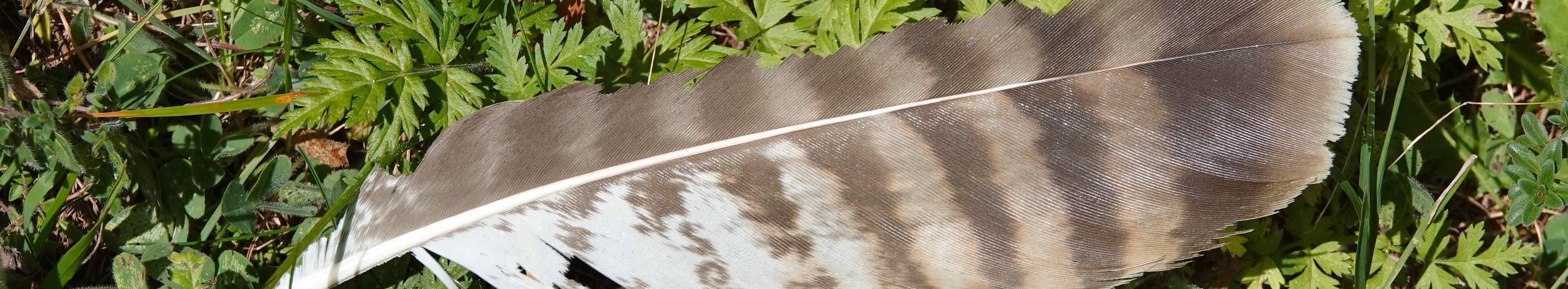 Symbolbild: Federn erkennen und zuordnen