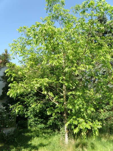 Laubbaum mit gefiederten, langen Blättern.