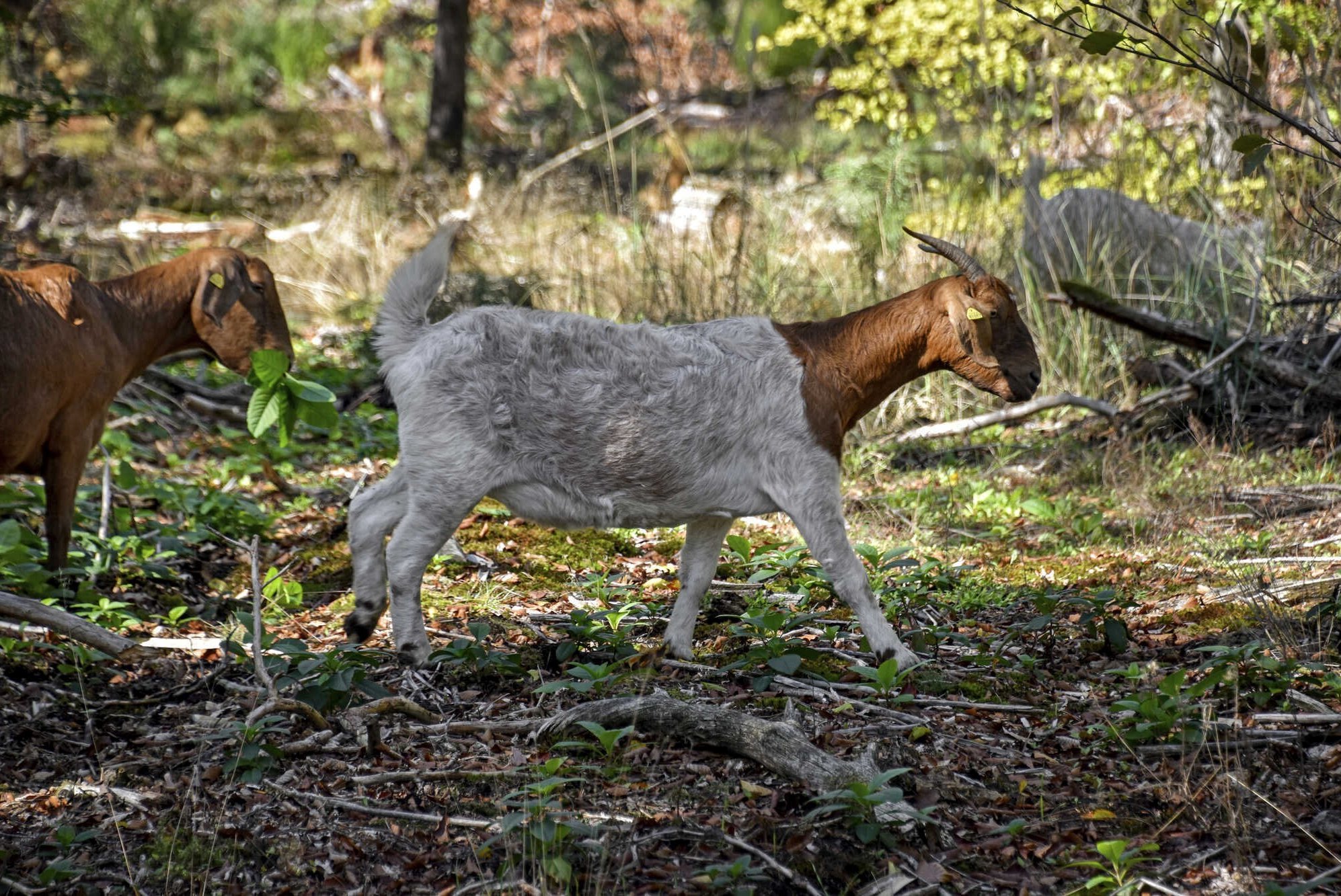 Waldweide und Neophyten