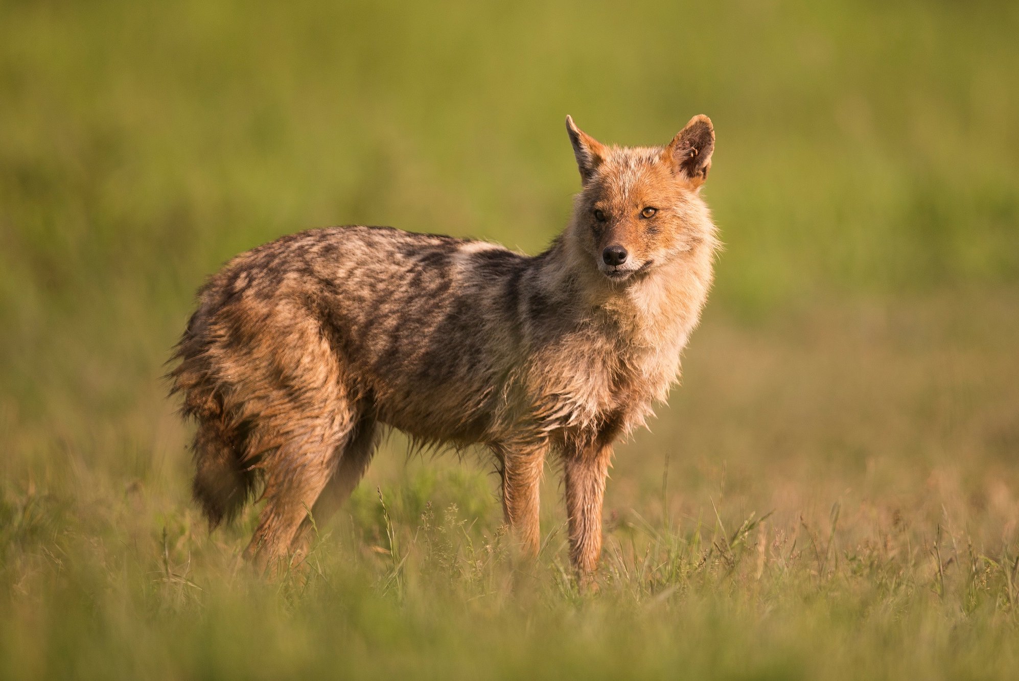 Goldschakal. Foto: Hans Peter Eckstein - stock.adobe.com