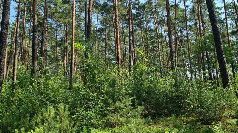 Brandenburger Wald