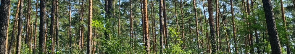 Brandenburger Wald