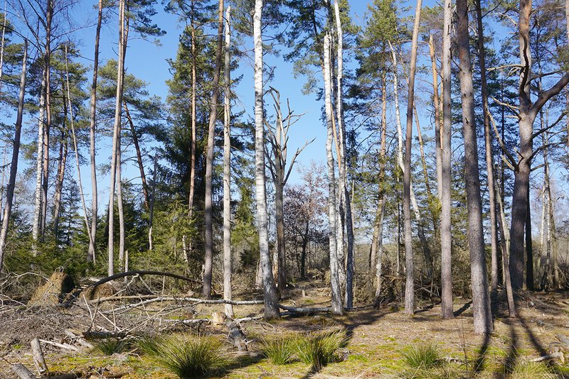 Birken und Waldföhren