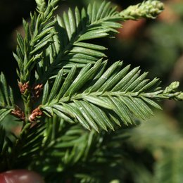 Zweig eines Nadelbaums mit grünen, flachen Nadeln.