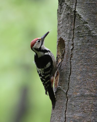 white-backed woodpecker
