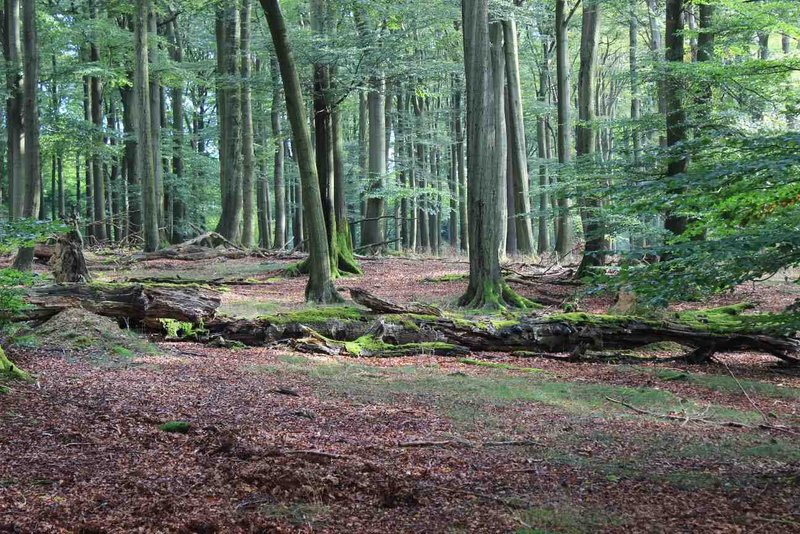 Waldstruktur in der Naturwaldzelle Hellerberg im Arnsberger Wald (Nordrhein-Westfalen)