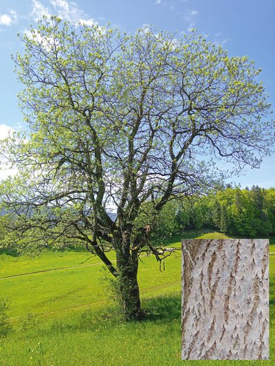 Ausgewachsene Salweide mit charakteristischer Rindenstruktur.