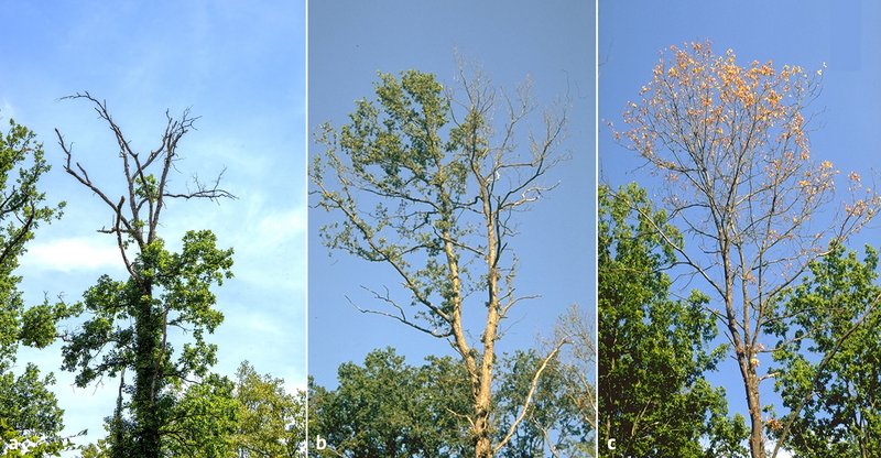 Beispiele von Kronenzuständen an Eichen, die bei Prachtkäfervorkommen entnommen werden sollten: Blattverluste > 80 % nach den Kriterien der Waldzustandserhebung mit hohem Totastanteil und starkem Feinreisigverlust (a), einseitig abgestorbene Kronen mit Pilzfruchtkörpern oder abblätternder Rinde an Starkästen (b), starke Vergilbungserscheinungen und akut rötlich bis braun werdendes oder bereits verdorrtes Laub im Sommer (c)