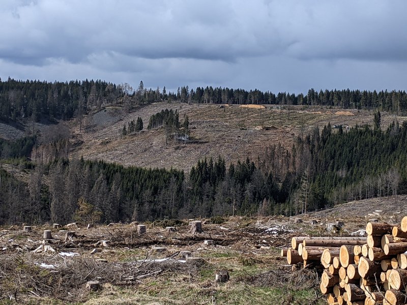 Mostly barren slope with numerous stumps