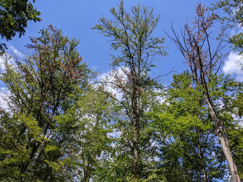 Deciduous forest with dead crowns