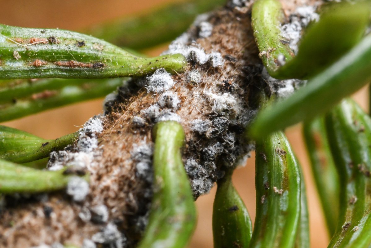 Kleine blaue Häufchenan (Tannentrieblaus mit Wachswollausscheidung) auf einem Weißtannenast