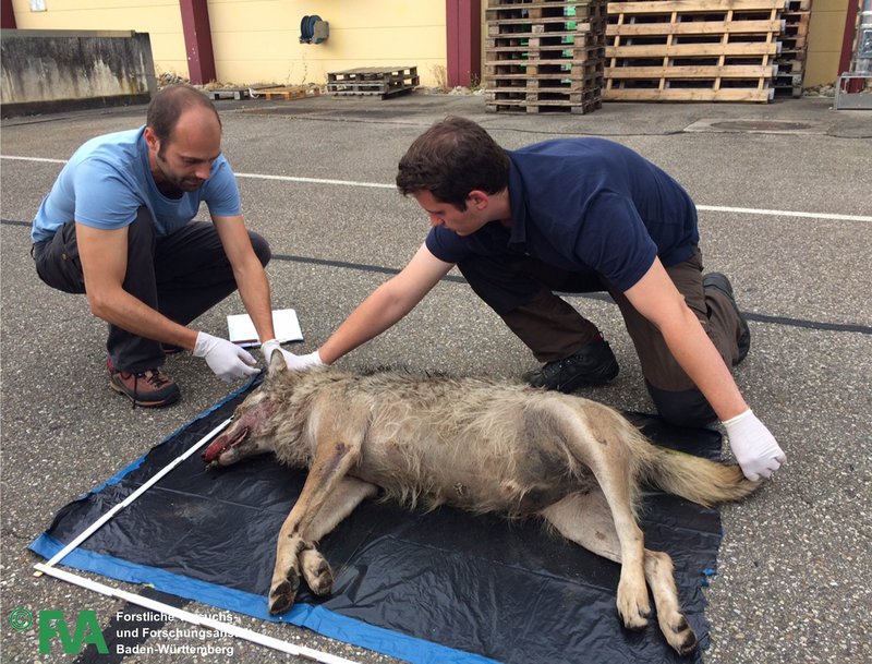 Der überfahrene Wolfsrüde wird von den FVA-Mitarbeitern untersucht.