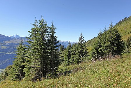 Rottenaufforstung im Gebirge