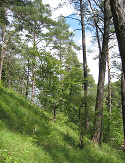 Sonderwaldreservat