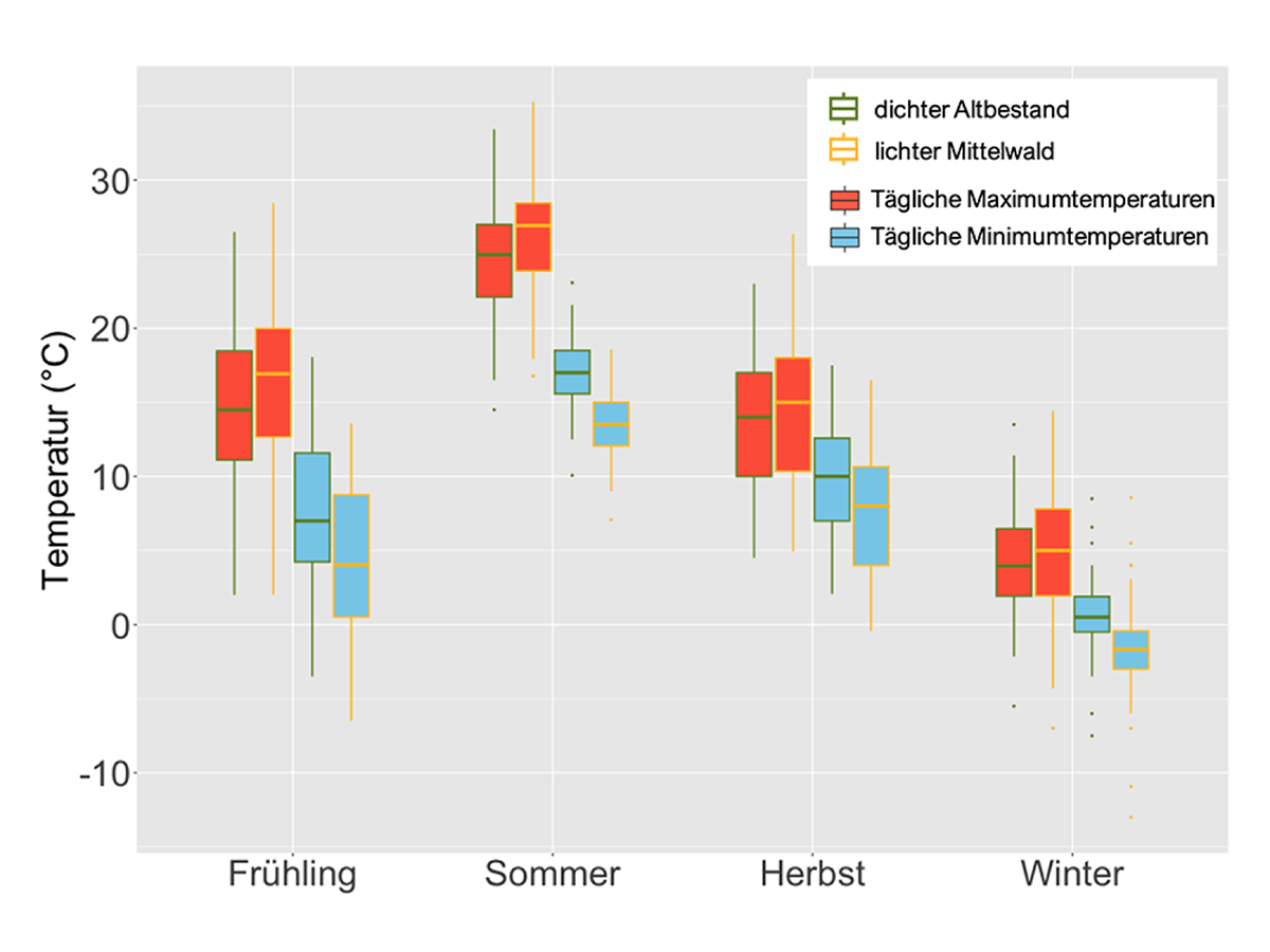 Grafik: Temperaturunterschiede zwischen lichtem und dichten Wald