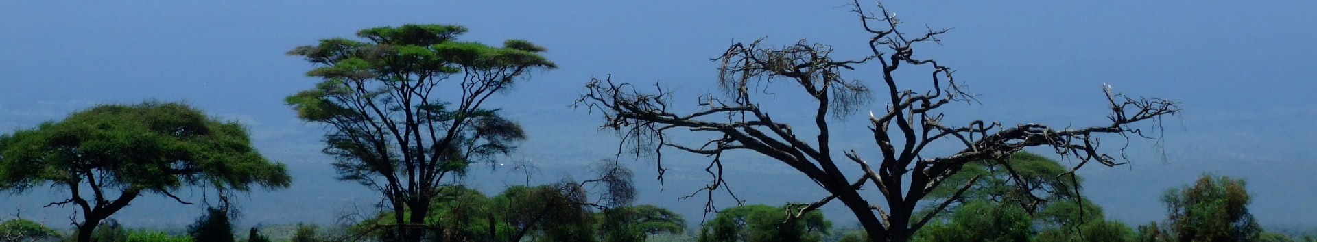 Bäume in Kenia