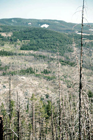 Abgestorbene Drehkiefern am Sunday Pass im Manning Provincial Park