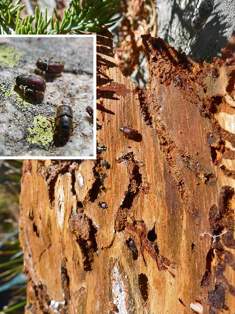 Spruce beetle und Überwinterungsgänge, Imagines