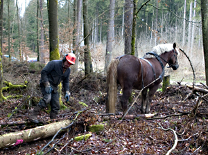 Vorliefern von Vollbäumen mit dem Pferd