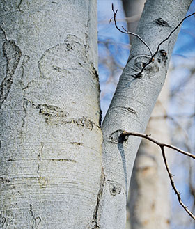 une-branche-verticale