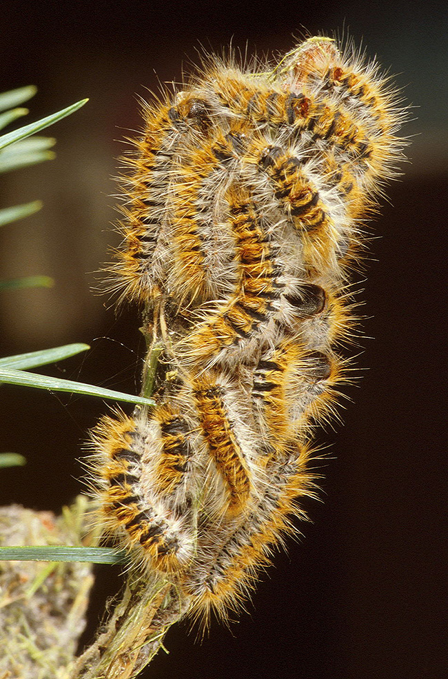 Pine processionary moth caterpillars