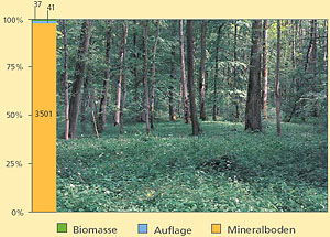 Verteilung von Mineralstoffen auf Bestand, Humus und Mineralboden im Erlen-Eschen-Sumpfwald