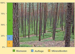 Verteilung von Mineralstoffen auf Bestand, Humus und Mineralboden im Weißmoos-Kiefernwald