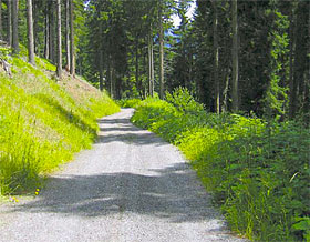 Waldweg im Bergwald