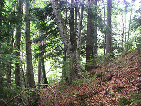 Höherer Baumartenanteil im übrigen Ertragswald