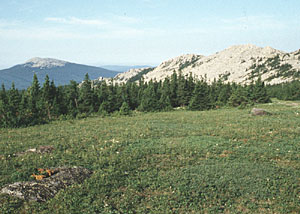 Steigende Waldgrenze im Ural