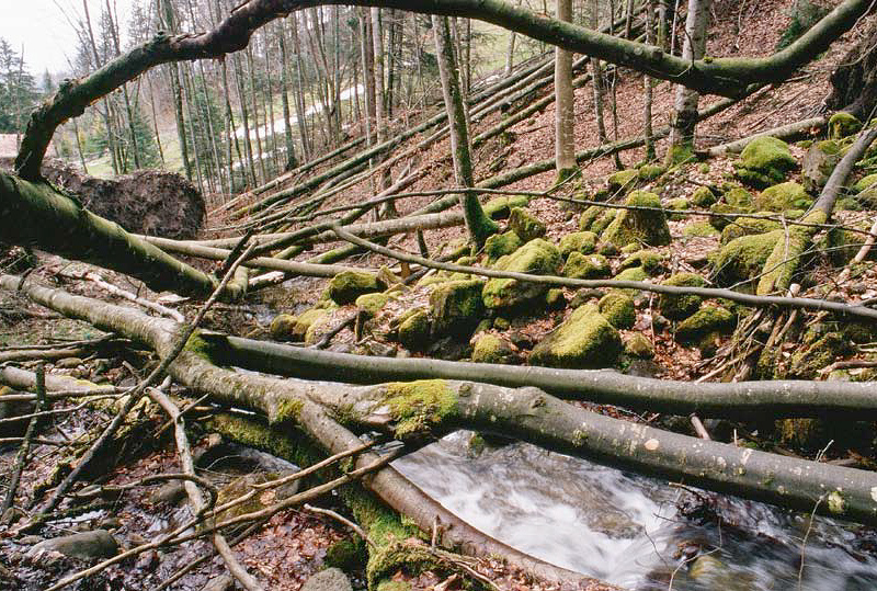 Holz in einem Waldbach