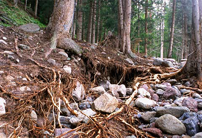 e radici degli alberi rappresentano una sorte di "armatura" del terreno