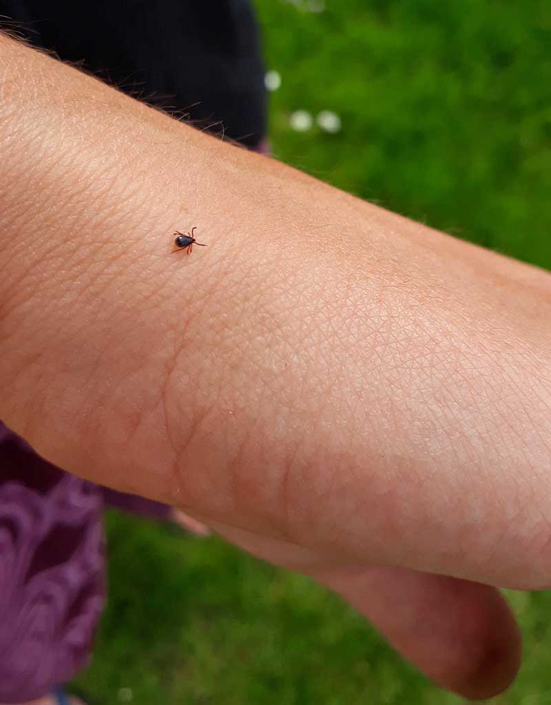 Zeckenalarm! Mit FSME und Borreliose ist nicht zu spaßen