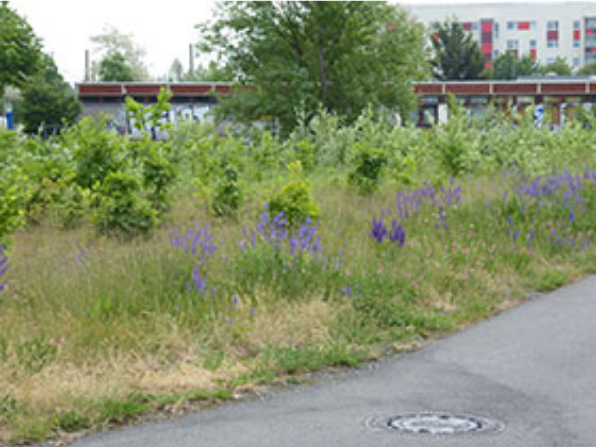Photo: Regina Dietrich (Stadt Leipzig) Schönauer Holz