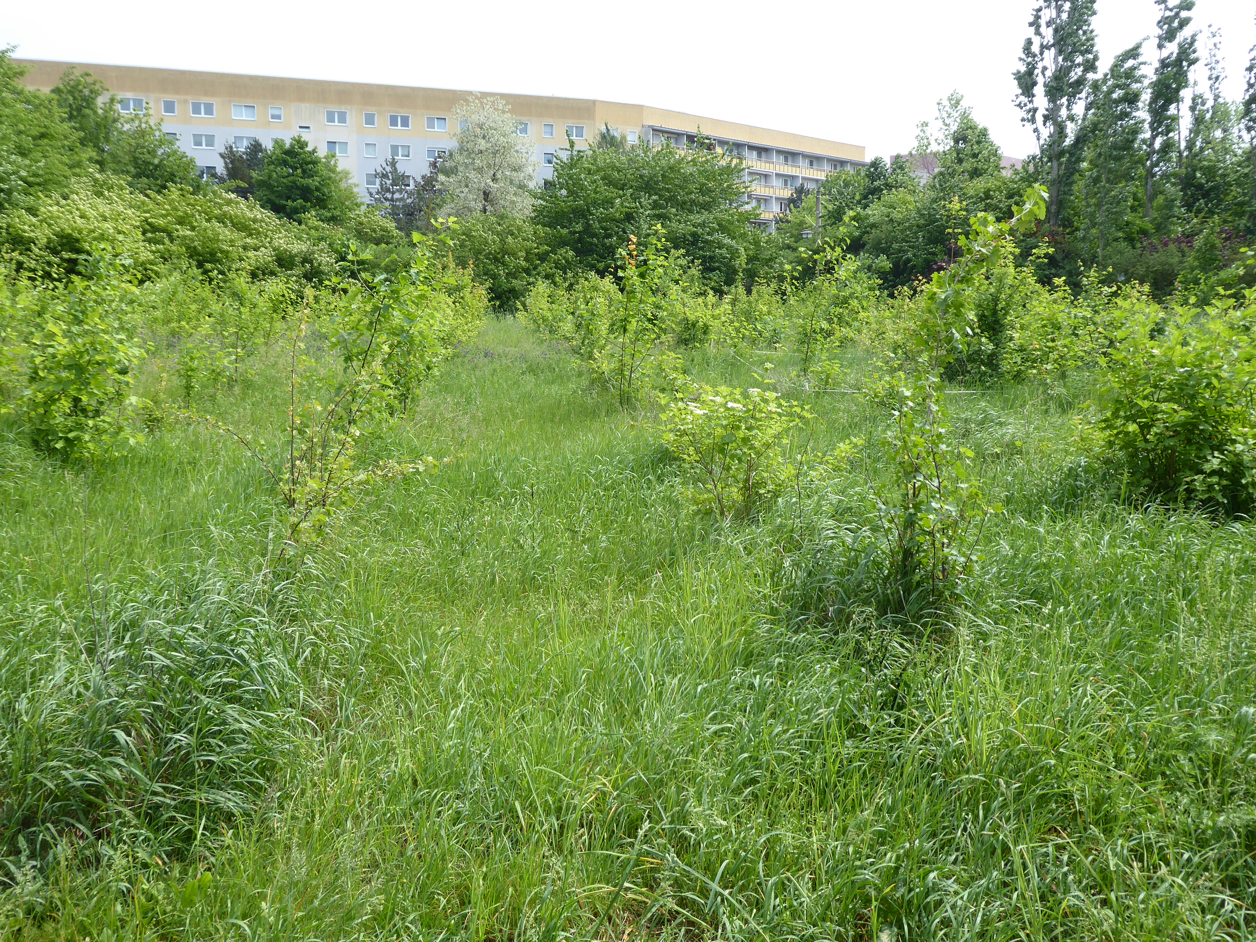 Photo: Regina Dietrich (Stadt Leipzig) Plantations à Schönauer Holz