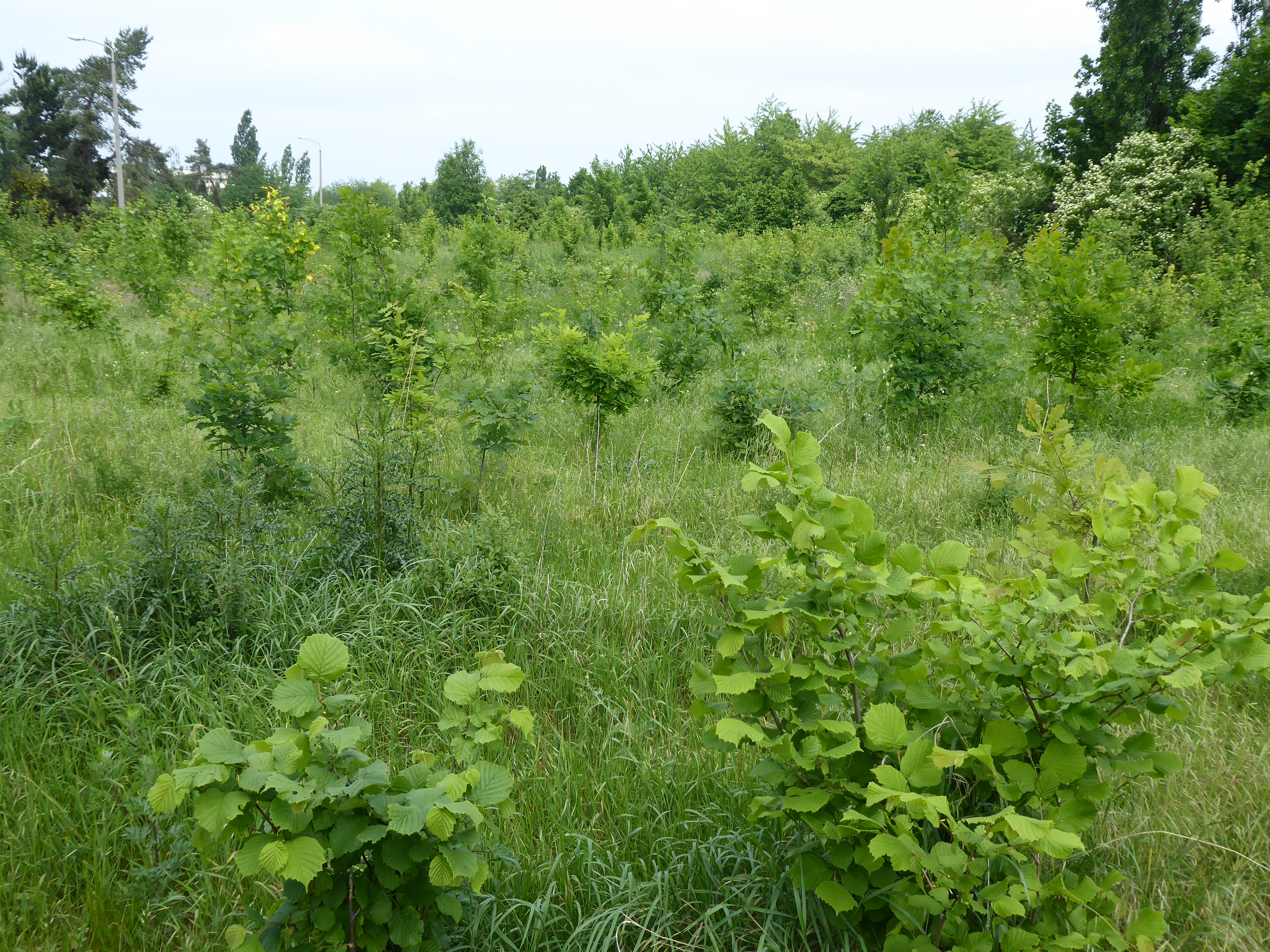 Photo: Regina Dietrich (Stadt Leipzig) Schönauer Holz - la forêt urbaine évolue