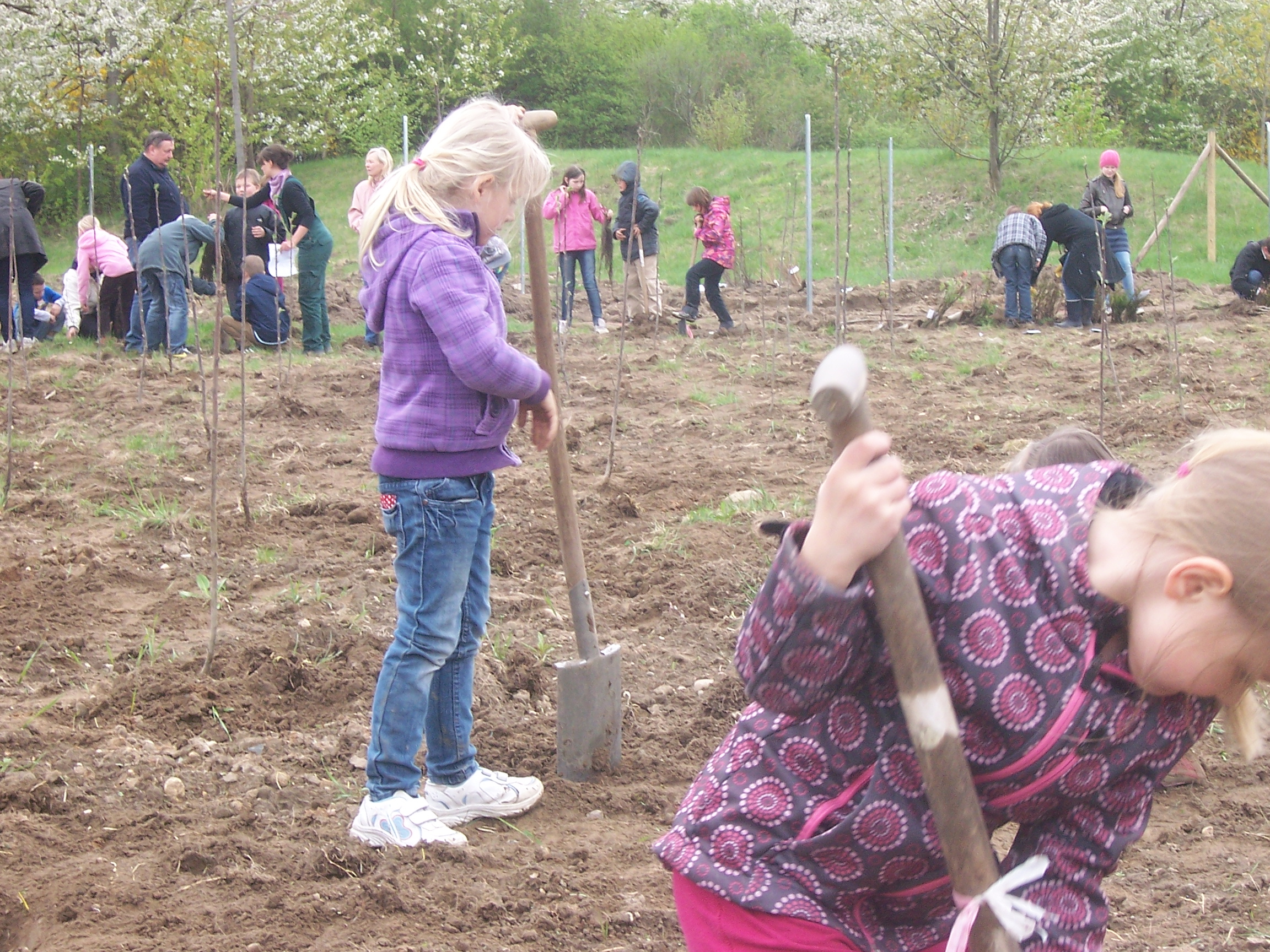 Photo: Andreas Schultz (Stadt Leipzig) Campagne de plantation sur une friche