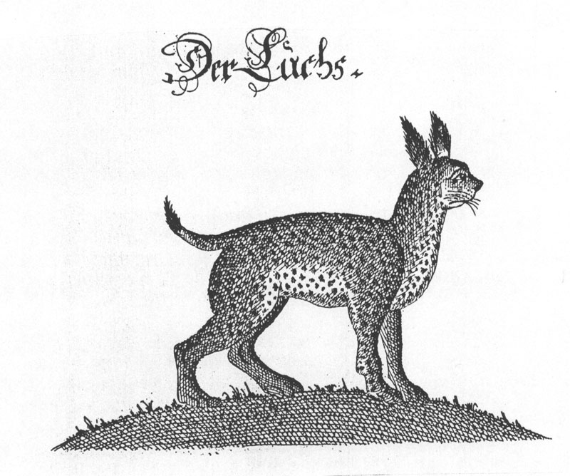 Luchszeichnung aus Flemings Teutschem Jäger