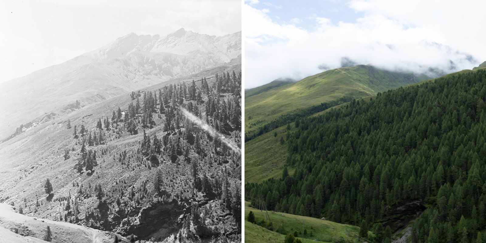 Avers-Cresta, Capettawald