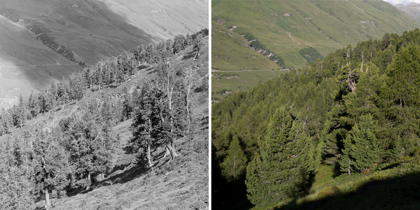 Avers-Cresta, Waldgrenze im Capettawald