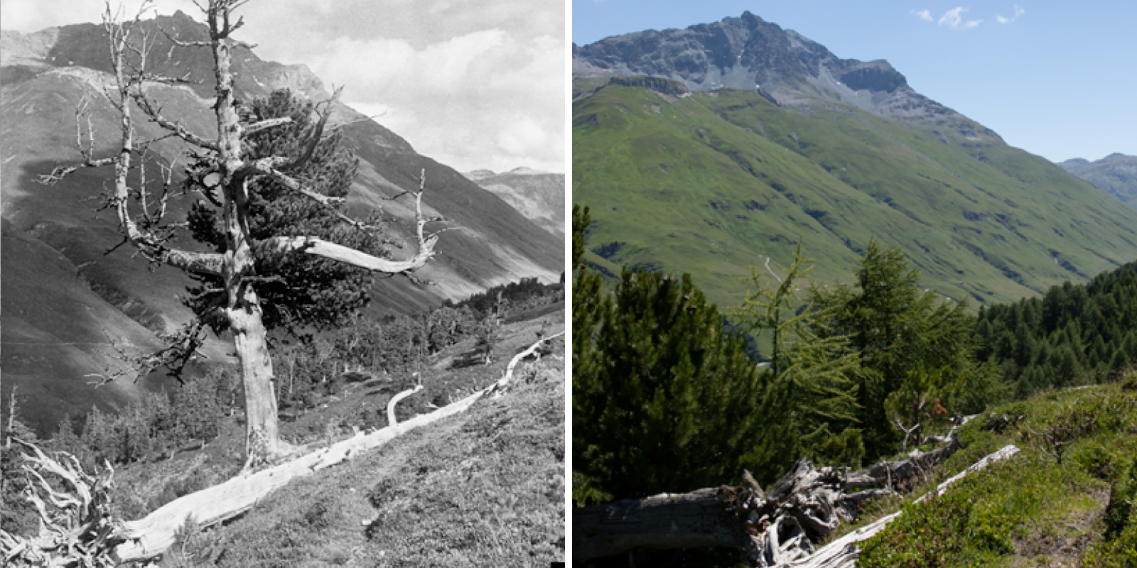 Arve an der Waldgrenze im Capettawald