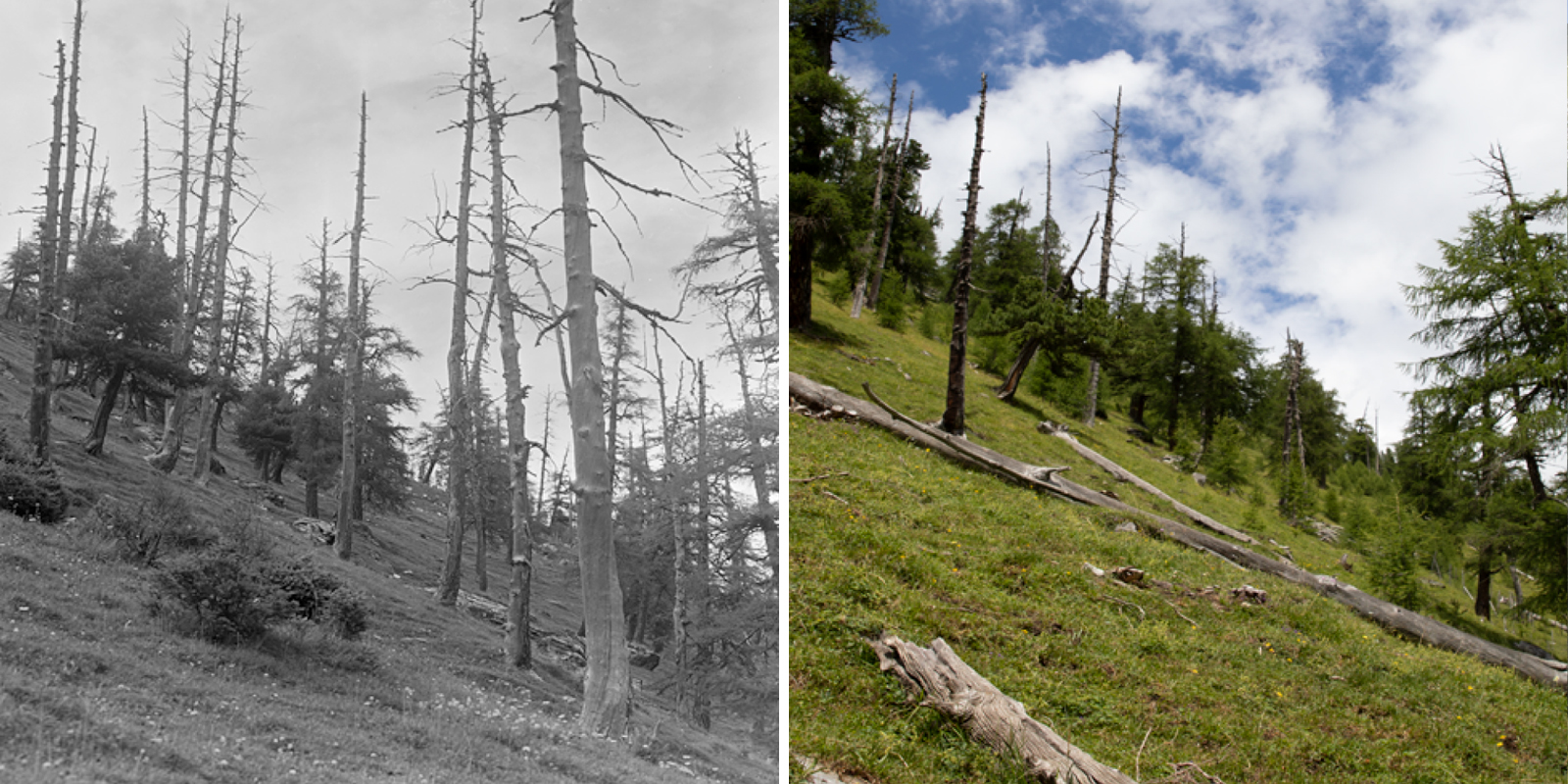 Cröterwald, Weidewald